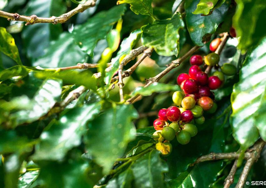 Coffee Plant. Red and green coffee beans